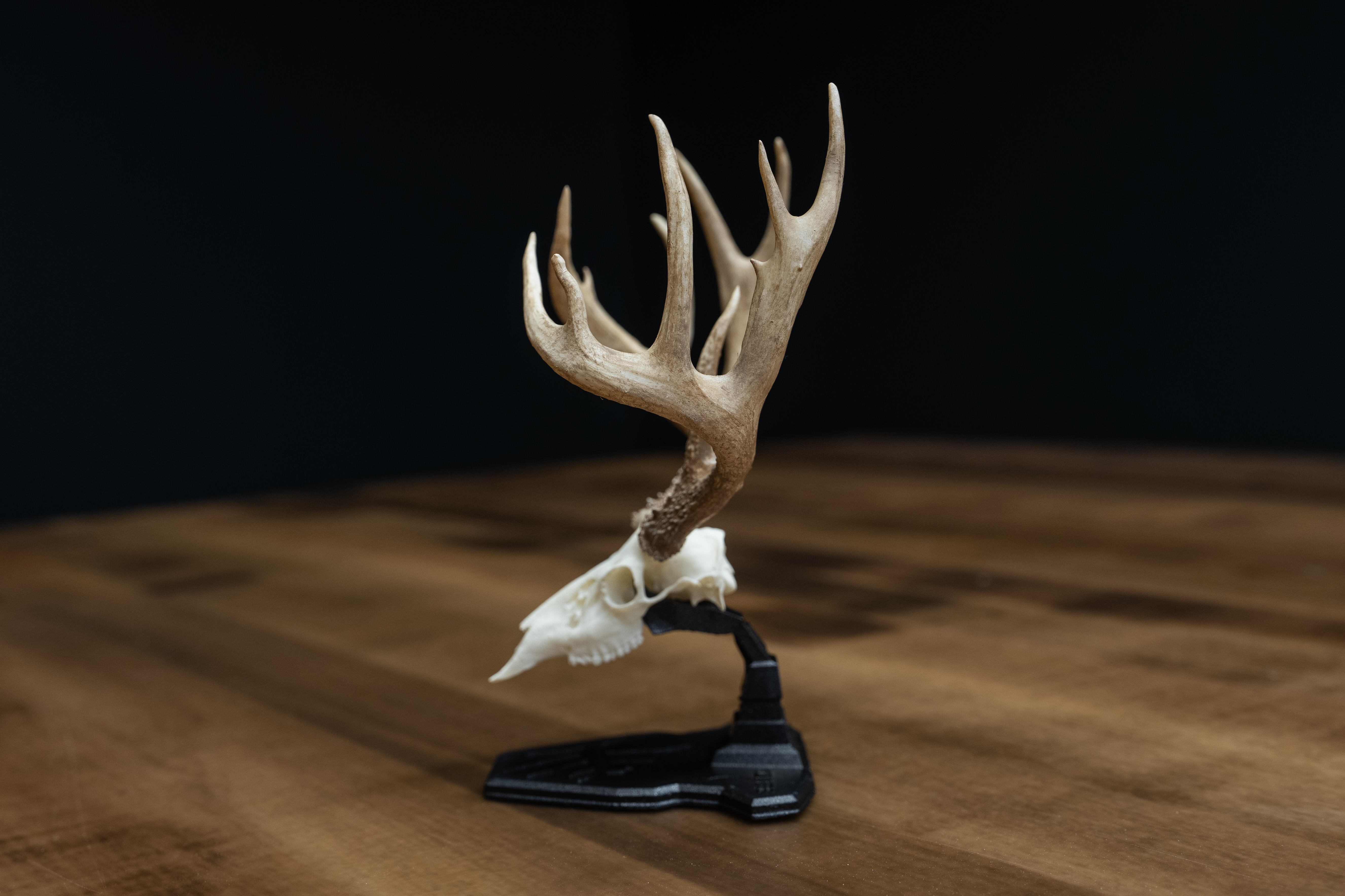 Mini Mount Replica -"The Ohio Giant"